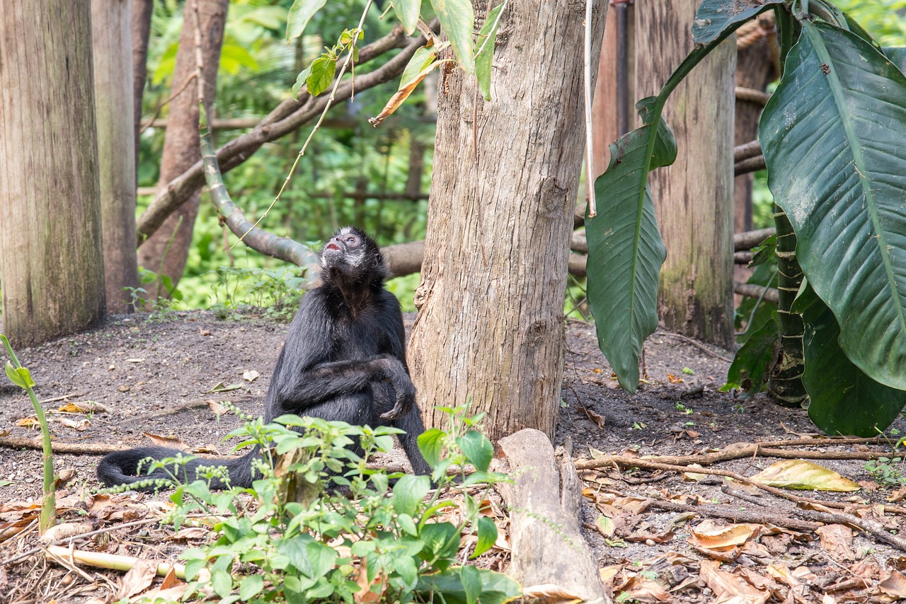 Sì alle trivellazioni in due parchi naturali del Congo: via libera del governo