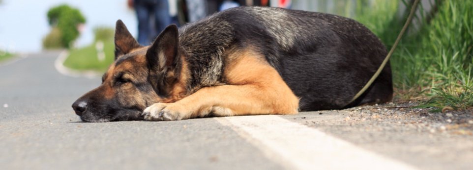 Estate, reato di abbandono animali: quali sono le sanzioni