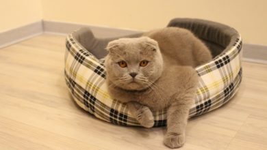 In Giappone il primo albergo che include un gatto nella stanza