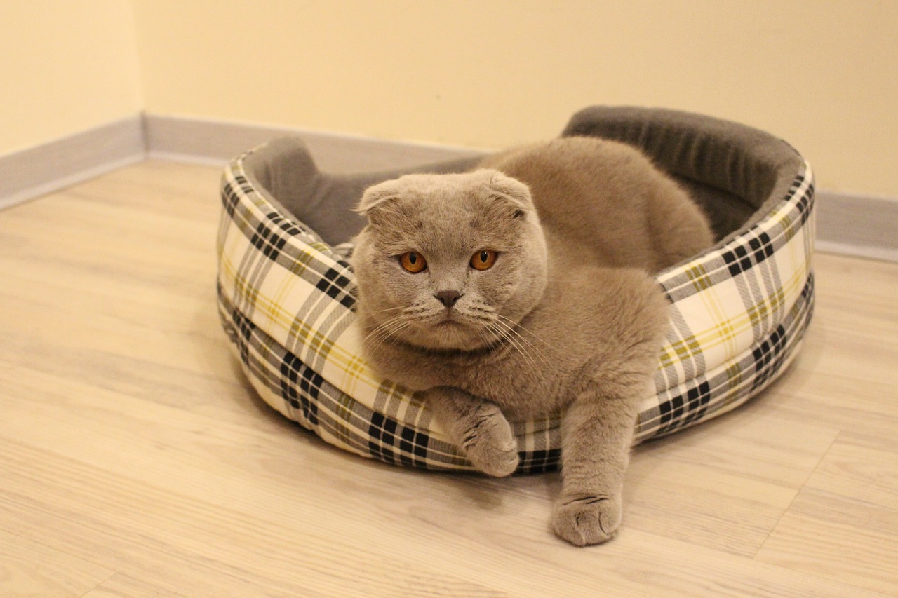 In Giappone il primo albergo che include un gatto nella stanza