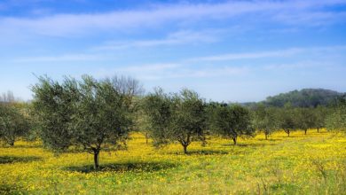 Gli ulivi di Assisi e Spoleto patrimonio agricolo della Fao