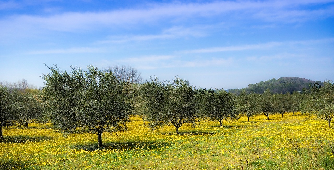 Gli ulivi di Assisi e Spoleto patrimonio agricolo della Fao