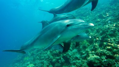 I delfini provano il dolore causato dal lutto: lo studio