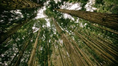 Mosaico Verde: la campagna per piantare nuovi alberi in Italia
