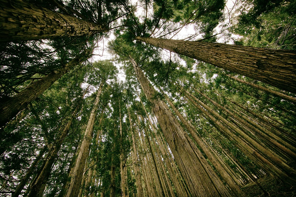 Mosaico Verde: la campagna per piantare nuovi alberi in Italia