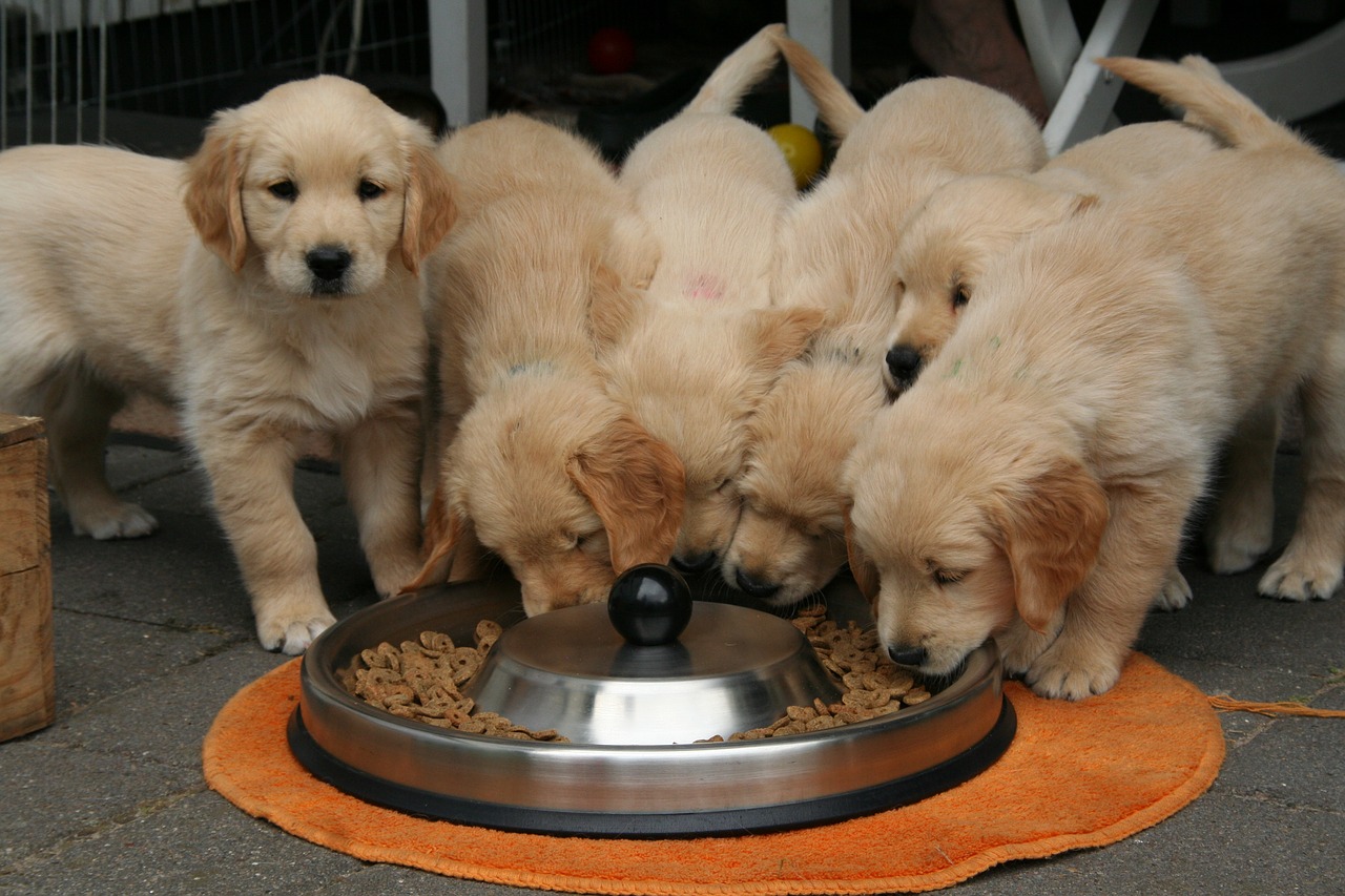 In Scozia il raduno per i 150 anni dalla nascita dei golden retriever