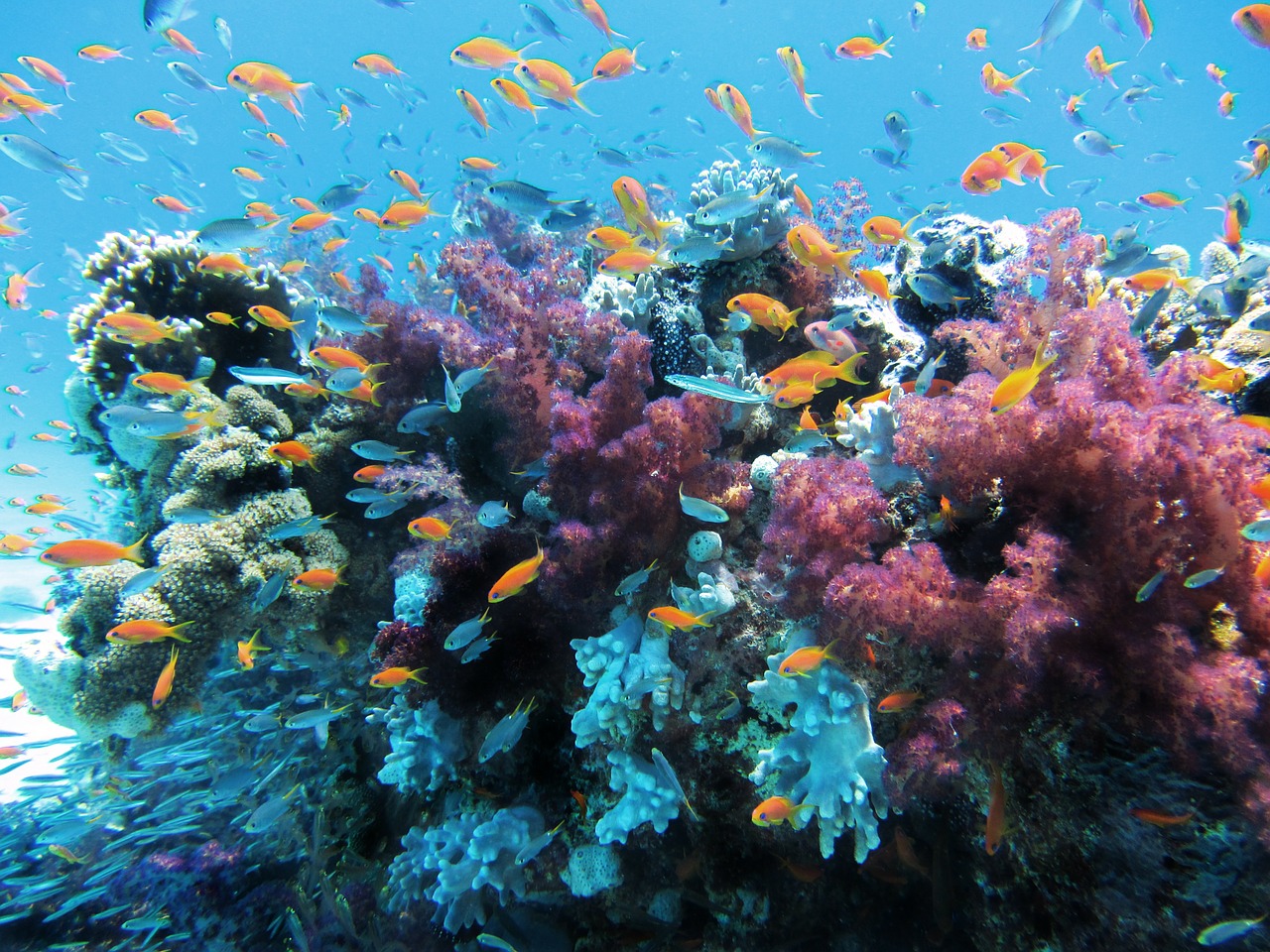 Scoperte in Sicilia foreste di rari coralli e nuove specie sui fondali