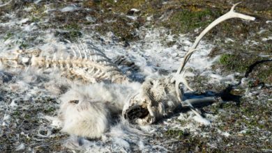 Renne uccise da una tempesta di fulmini: gli effetti sull'ambiente