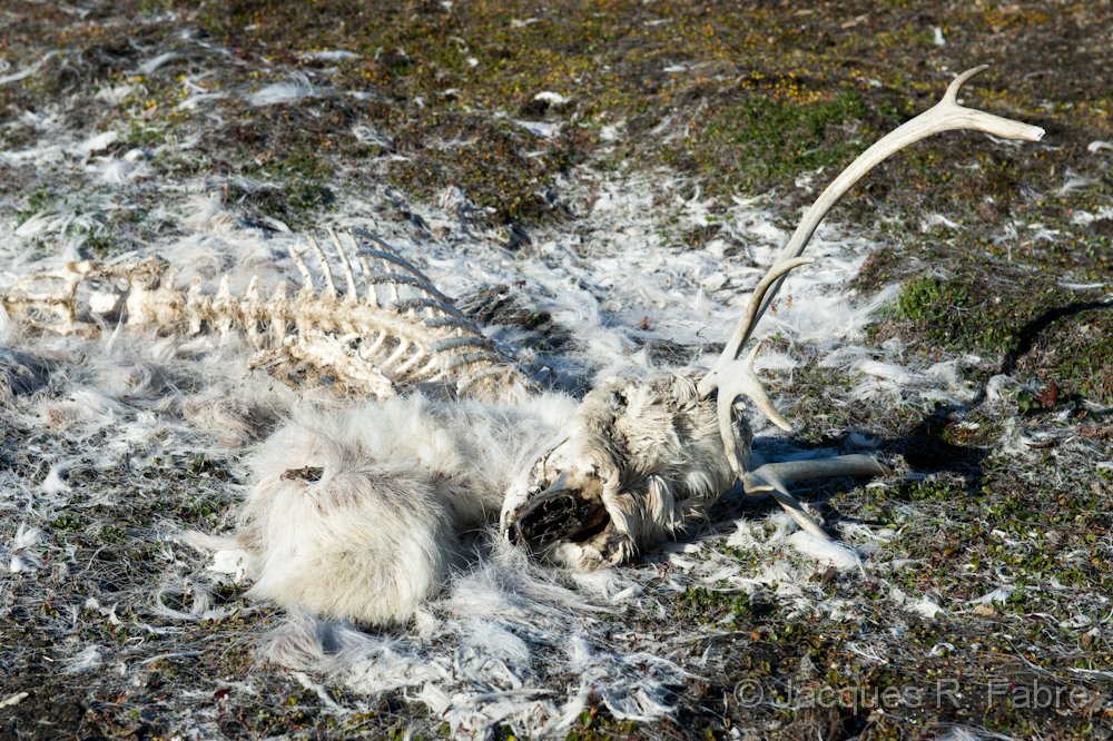 Renne uccise da una tempesta di fulmini: gli effetti sull'ambiente