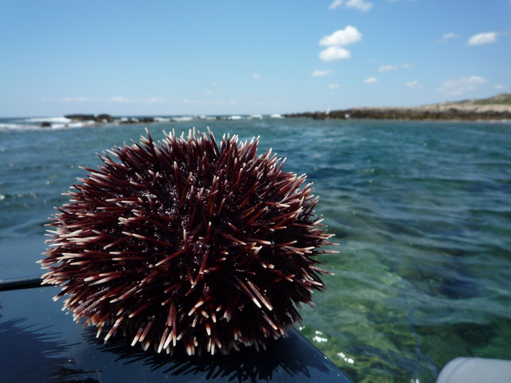 ricci di mare