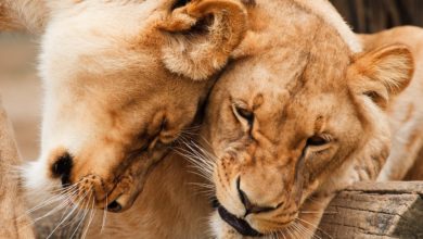 Giornata mondiale del leone: il re della foresta a rischio estinzione