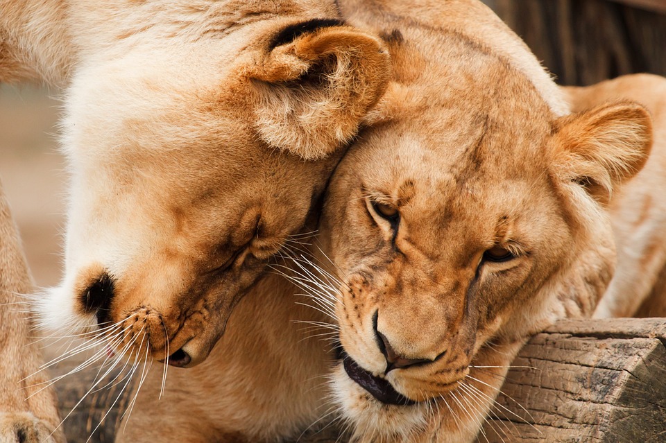 Giornata mondiale del leone: il re della foresta a rischio estinzione
