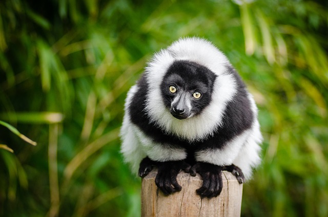 lemuri