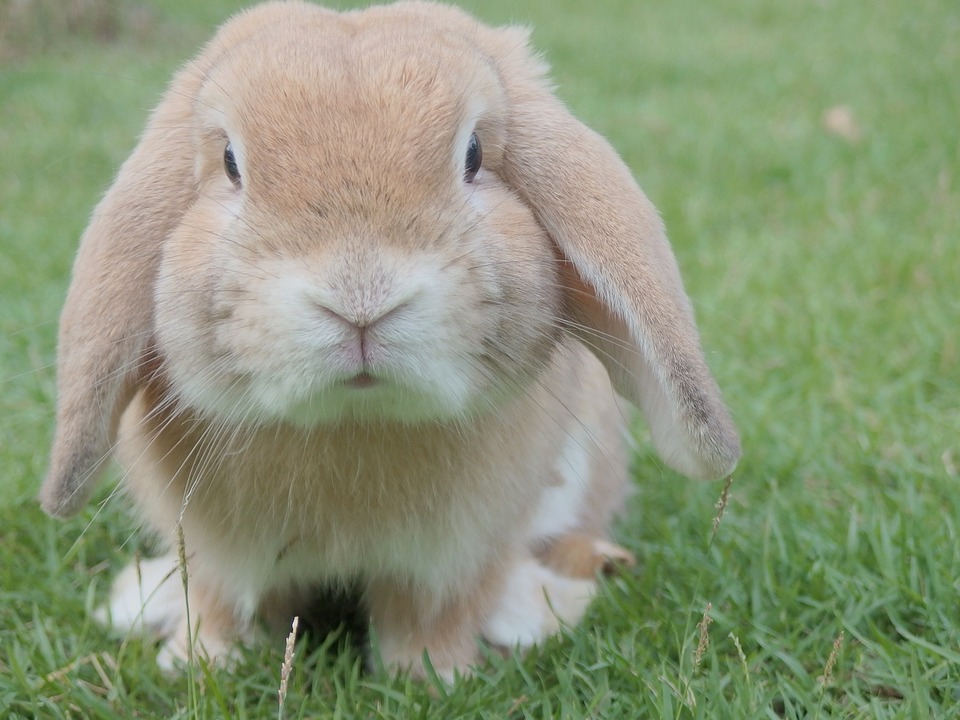 La collina dei conigli, per salvare gli animali dalla vivisezione