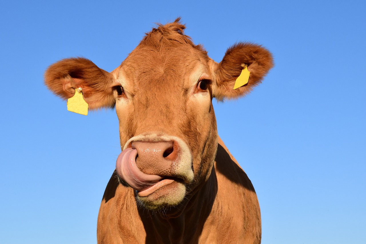 La bioplastica a partire dal letame: la sperimentazione in Veneto