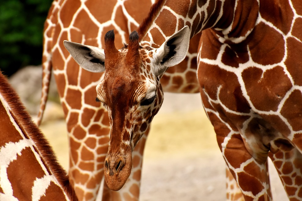 Boom del mercato di oggetti in pelle di giraffa: si rischia l'estinzione