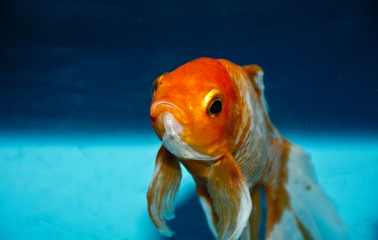 L'Acquario di Parigi offre una casa ai pesci rossi abbandonati