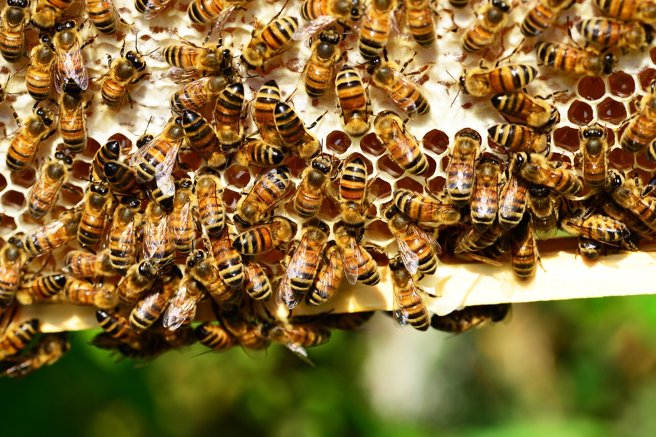 In Germania multe salate per chi uccide le api e le vespe