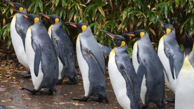 In Antartide scomparsa quasi tutta la colonia di pinguini reali: le possibili cause