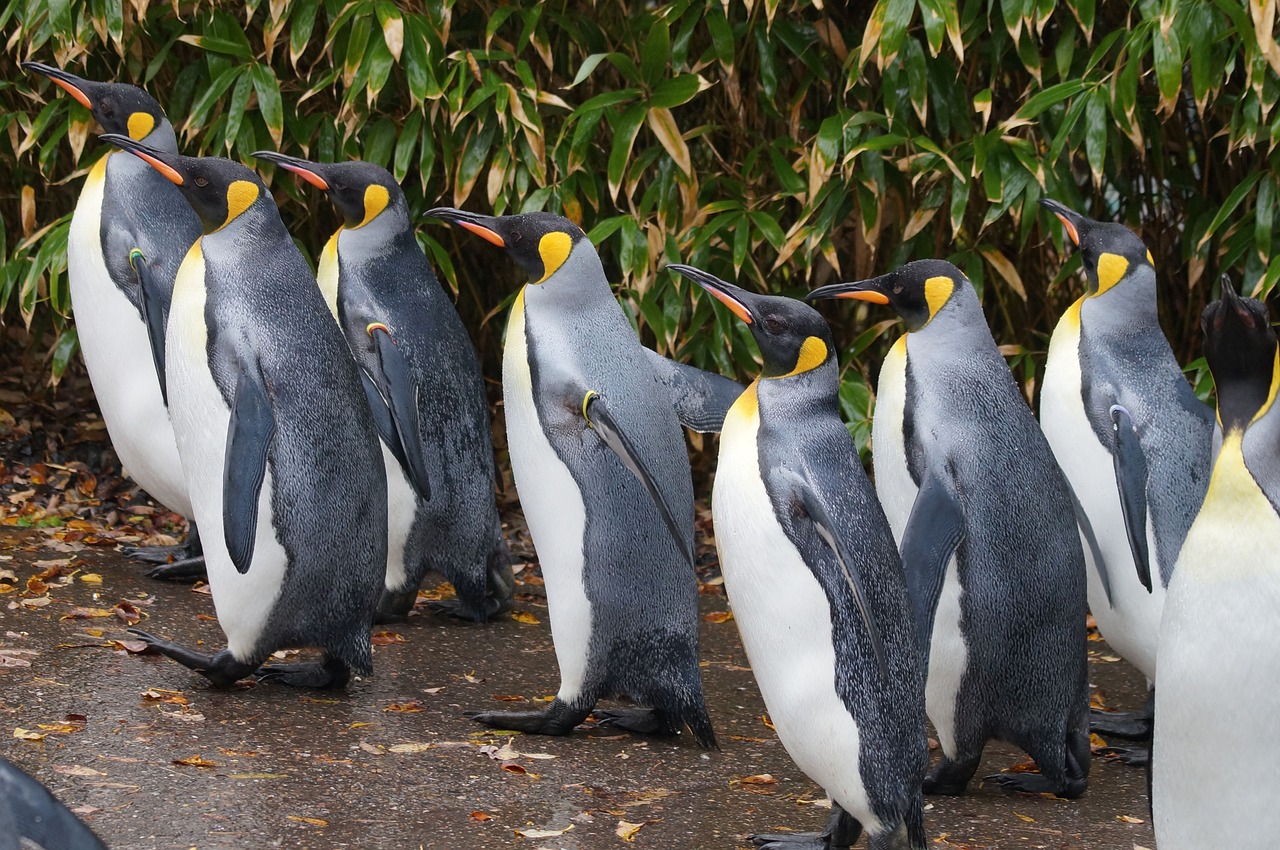 In Antartide scomparsa quasi tutta la colonia di pinguini reali: le possibili cause