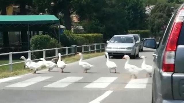 Lago del Segrino, le oche in fila sulle strisce pedonali per attraversare