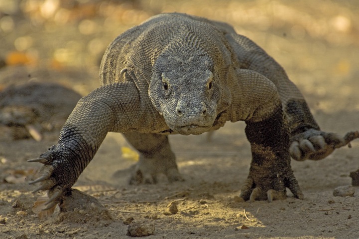 Draghi in pericolo sull'isola di Komodo per colpa dei turisti