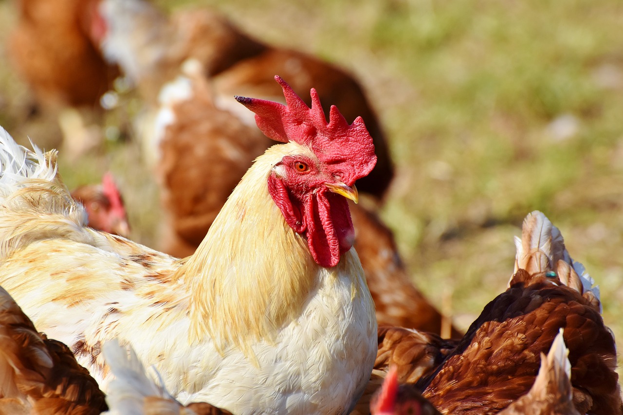 Più trasparenza: Carrefour lancia la prima blockchain per la filiera del pollo