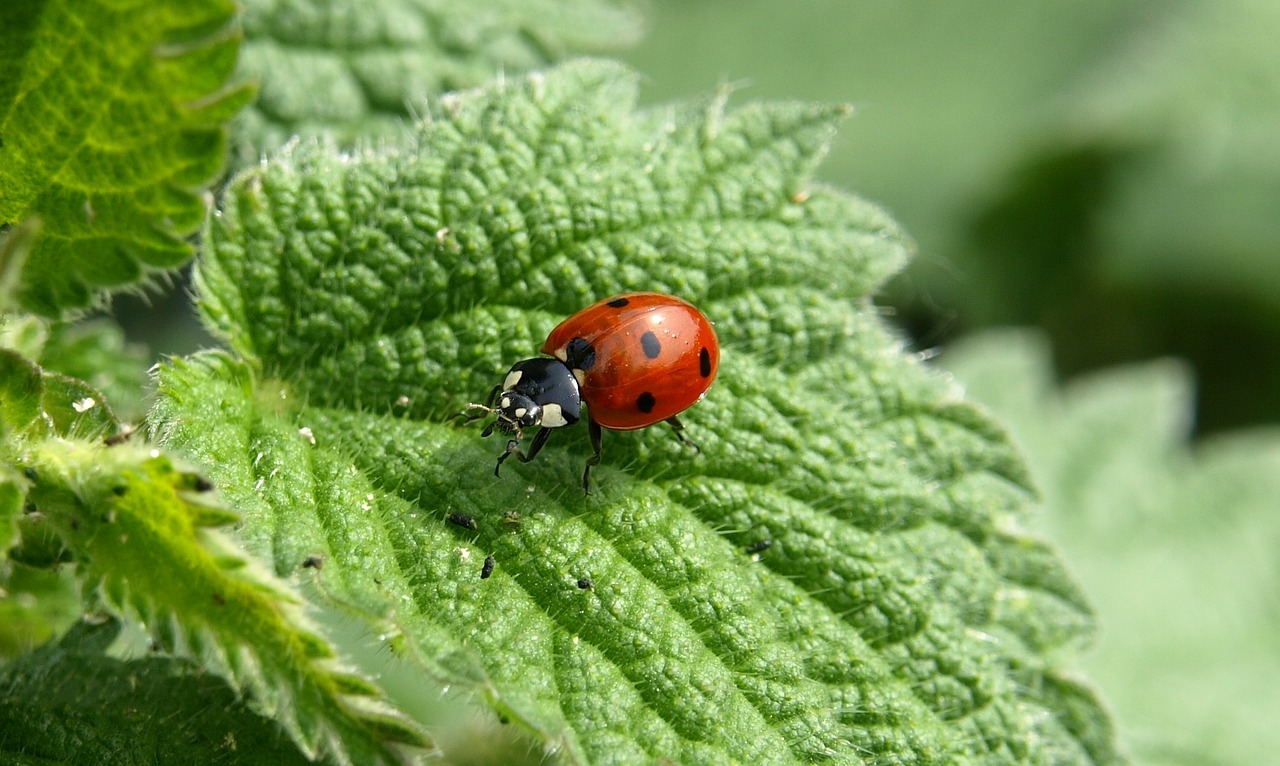 Le coccinelle stanno scomparendo: a rischio il loro ecosistema