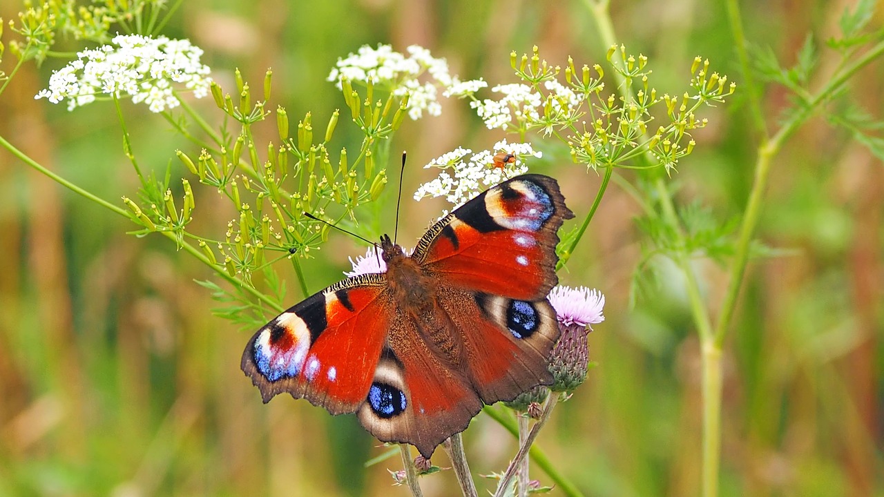 In Salento una serra per le farfalle tra le più grandi in Europa