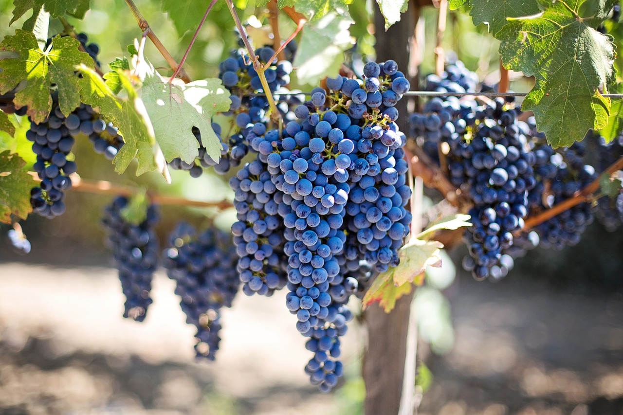 Fitness tra le vigne: in Franciacorta ci si allena con il wine-trainer