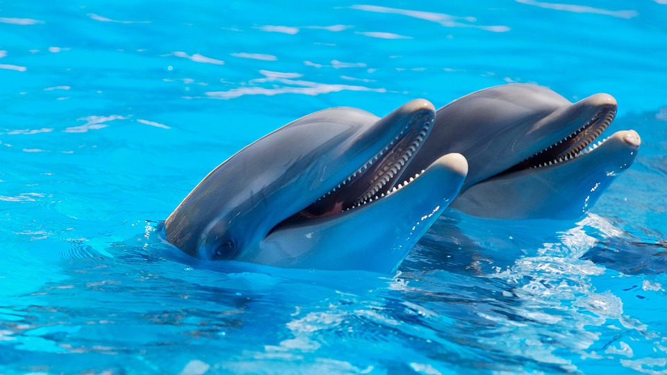 In Canada è vietato tenere in cattività delfini e balene nei parchi acquatici