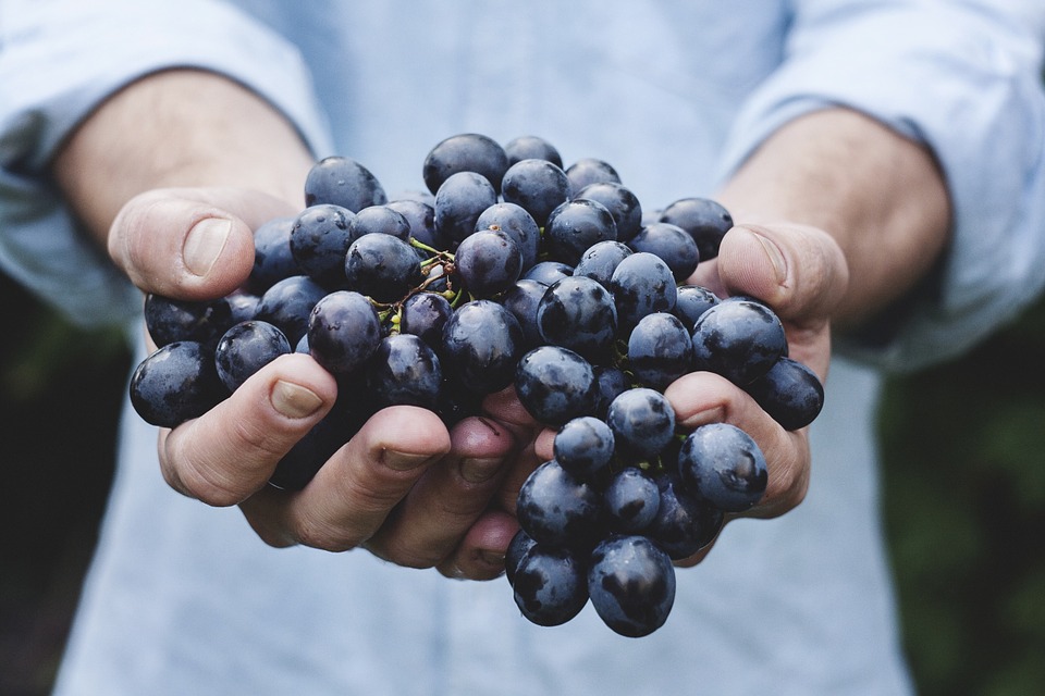 Oggi il World Food Day, contro la fame e la malnutrizione