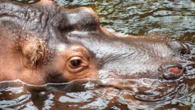 Poca acqua in Zambia, si abbatteranno gli ippopotami