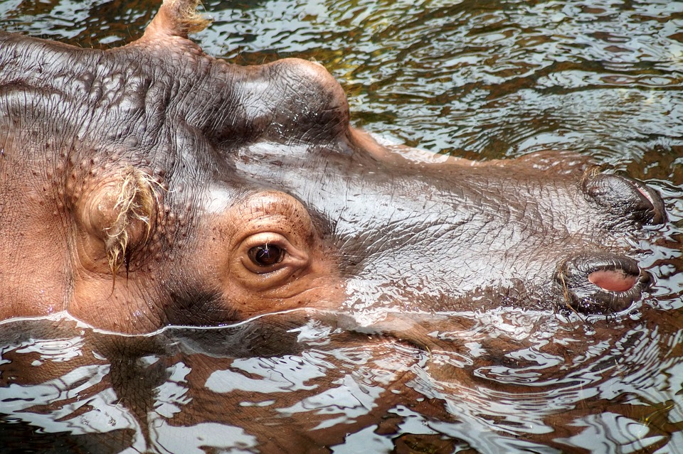 Poca acqua in Zambia, si abbatteranno gli ippopotami