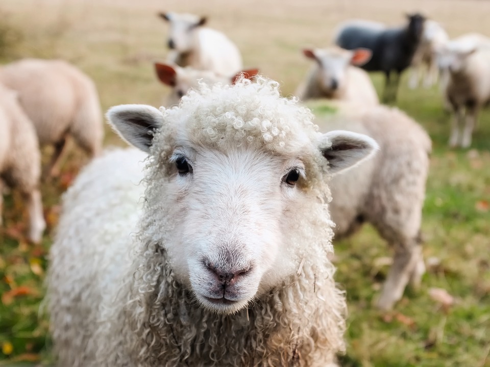 Salvare la lana che finisce in discarica: le pratiche per il riciclo