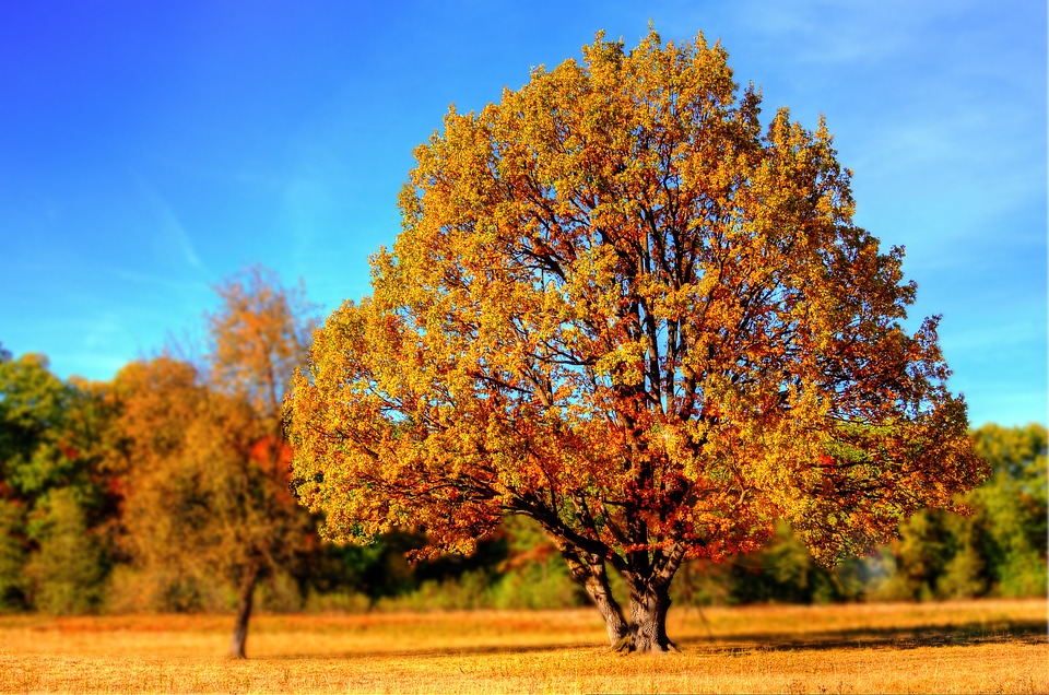 Autunno: tra frutta e verdura, i migliori cibi della stagione