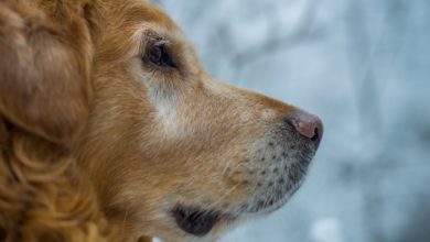 Arriva l'inverno: come proteggere cani e gatti dal freddo