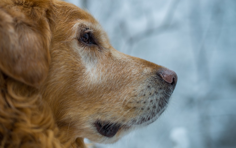 Arriva l'inverno: come proteggere cani e gatti dal freddo