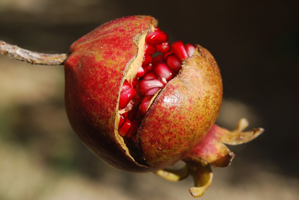 Frutta d'autunno, la rivincita della melagrana italiana