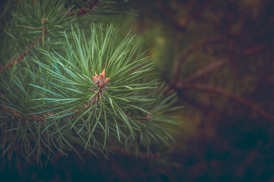 Gli abeti distrutti dal maltempo diventano alberi di Natale