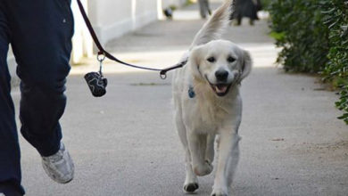 cani a passeggio- australia