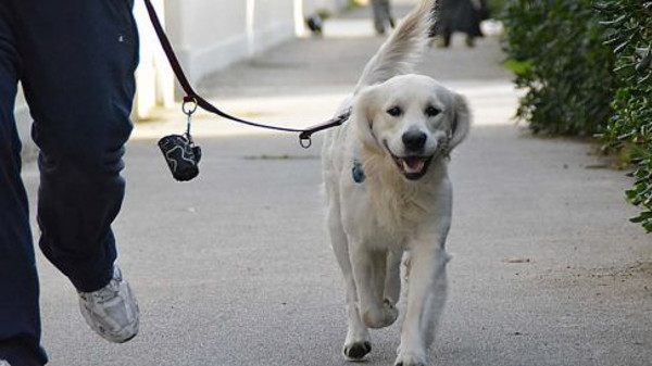 cani a passeggio- australia