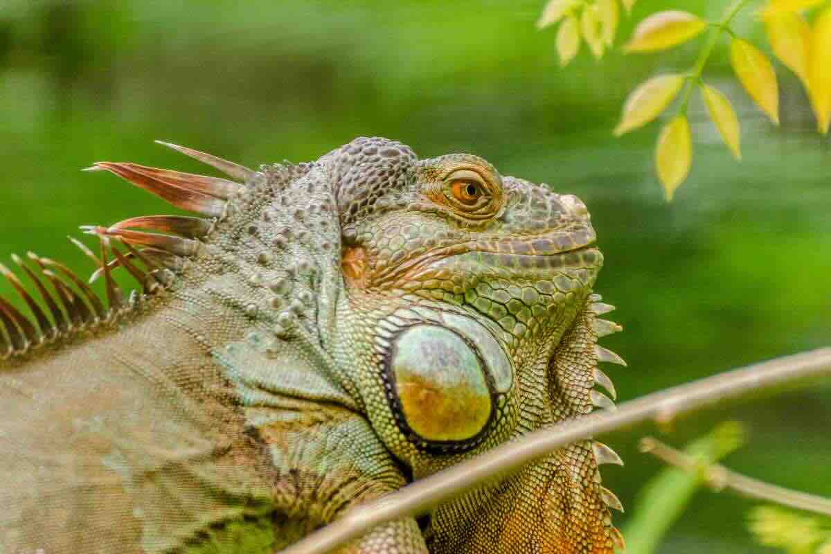 iguana rosa