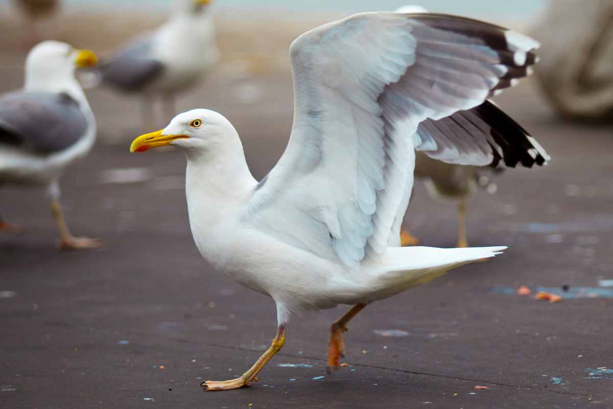 Albatro curiosità