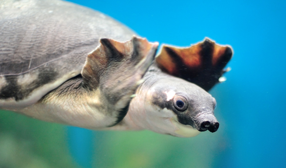 Tartaruga Muso Di Porcello Animale Strano Simpatico Ed In Pericolo
