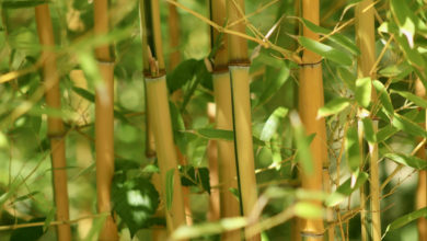 Bambù Pianta