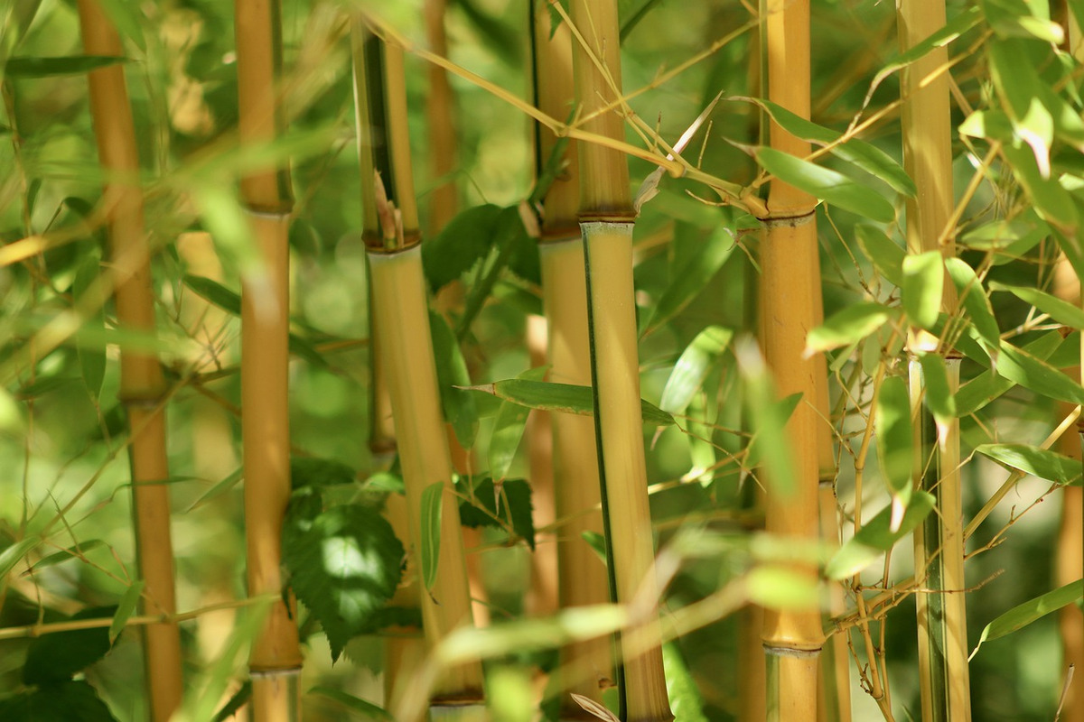 Bambù Pianta