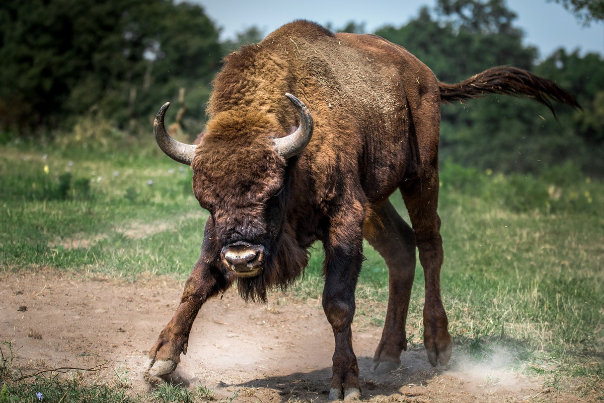 Bisonte Estinzione