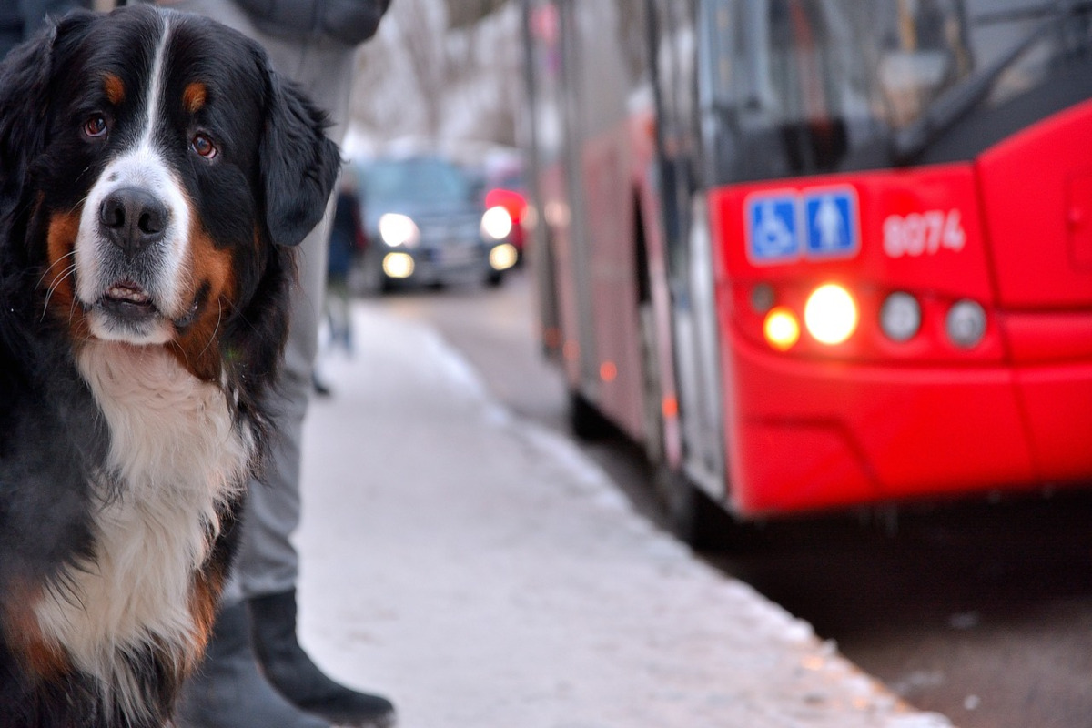 Cane Autobus