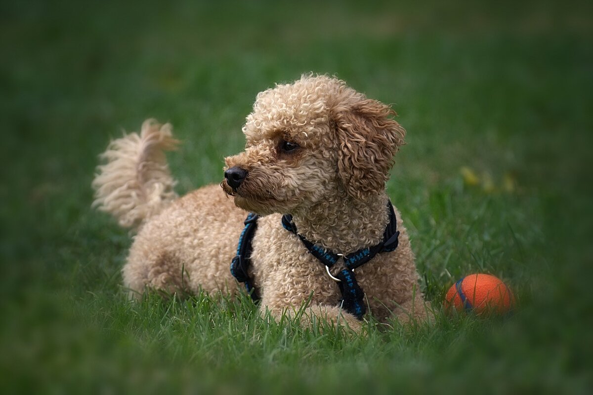 Cane Gratta Terreno